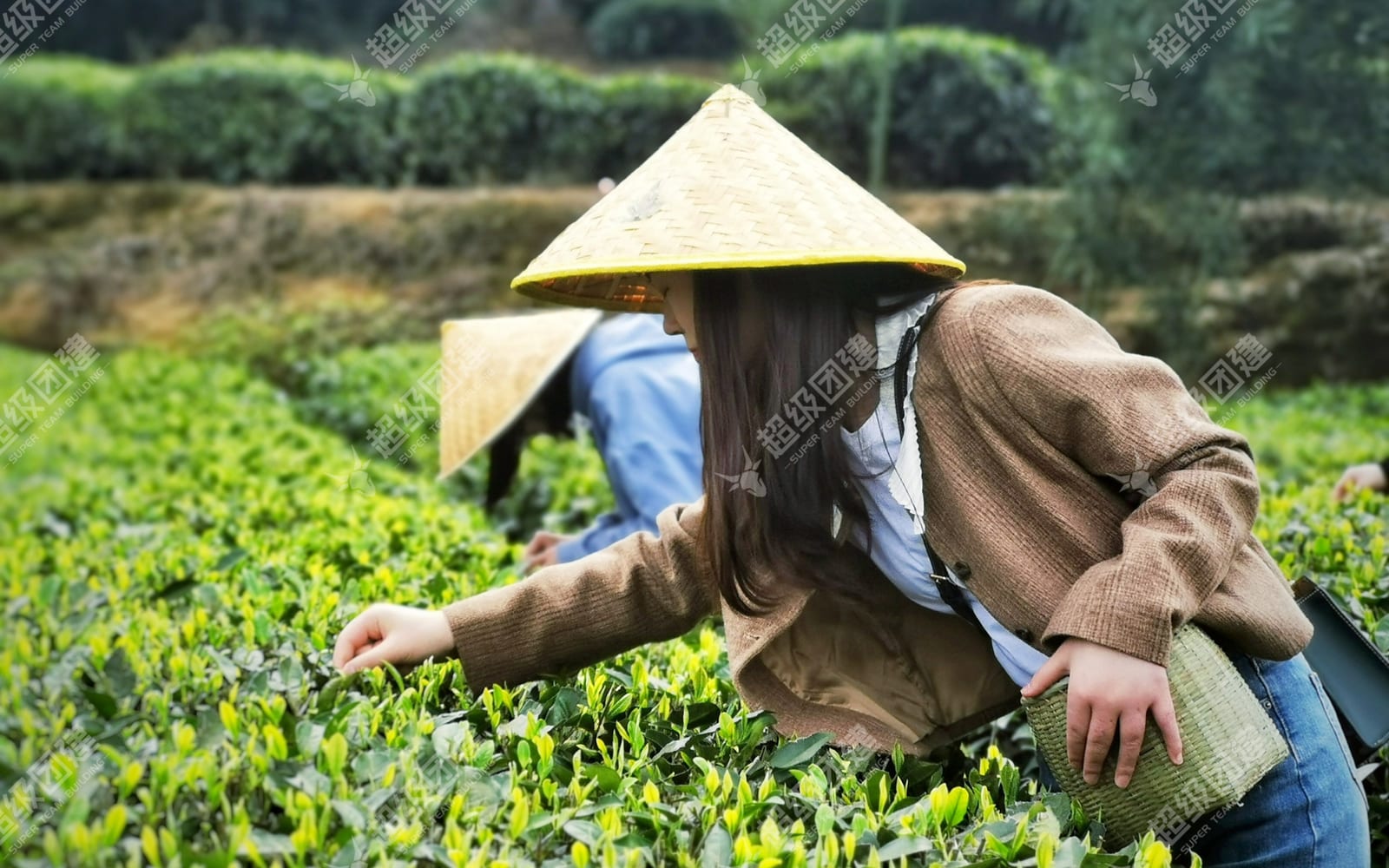 「春茶亦盎然&middot;扎染共芳华」春季采茶扎染活动流程图片