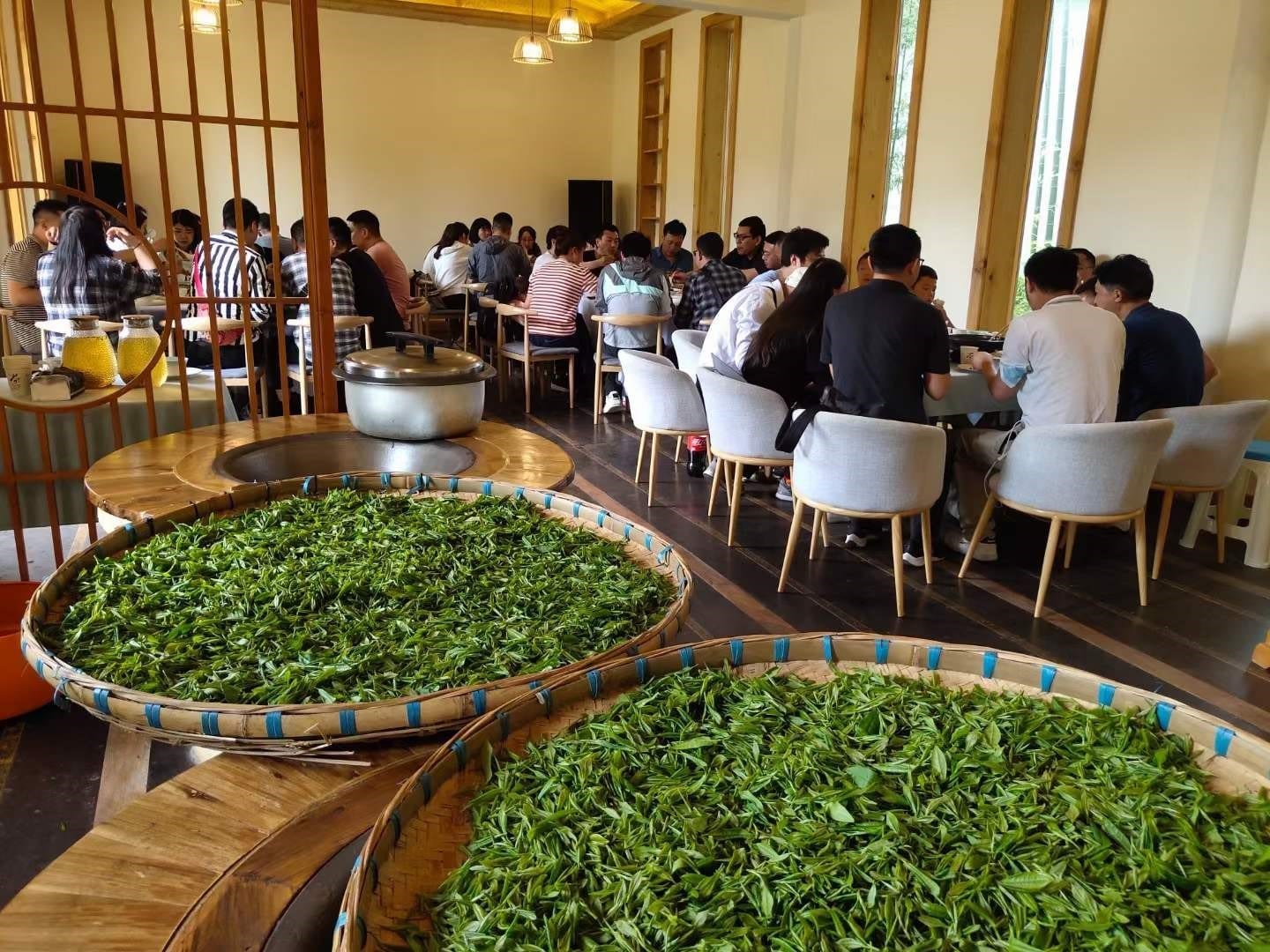 「微风拂动 春临茶园」春季踏青采茶团建活动流程图片
